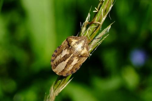 Réf. 256 456 : Eurygaster maura